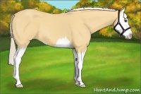 Horse Color:Palomino Roan Splash
