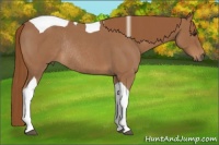 Horse Color:Red Roan Tobiano Rabicano 
