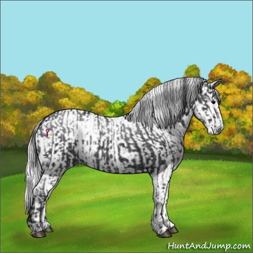 Horse Color:Black  and Gray Black 