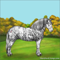 Horse Color:Black and Gray Black