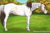 Horse Color:Amber Champagne Onyx Tobiano Blanket 