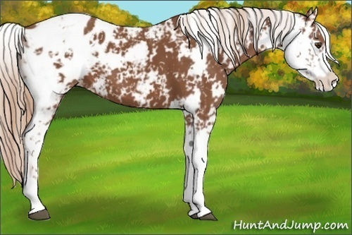 Horse Color:Chestnut Sabino Appaloosa 