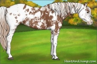 Horse Color:Chestnut Sabino Appaloosa 
