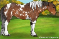 Horse Color:White Spotted Buckskin Tobiano Rabicano