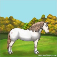 Horse Color:Classic Cream Champagne Pearl Dun Appaloosa 
