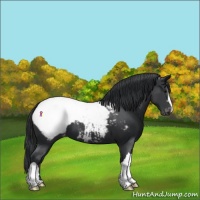 Horse Color:Black Appaloosa 