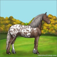 Horse Color:Silver Black Near Leopard Rabicano 