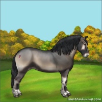 Horse Color:Blue Onyx Rabicano 