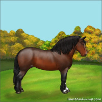 Horse Color:Gray Brown Appaloosa