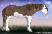 Horse Color:Liver Chestnut Splash