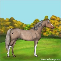 Horse Color:Silver Brown Roan Dun Rabicano