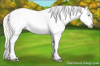 Horse Color:Silver Amber Cream Champagne Roan Dun Splash Tobiano Frame Appaloosa Rabicano 