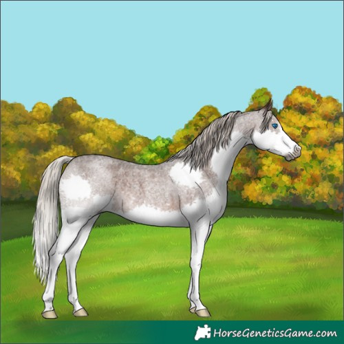 Horse Color:Gray Silver Blue Roan Splash Rabicano