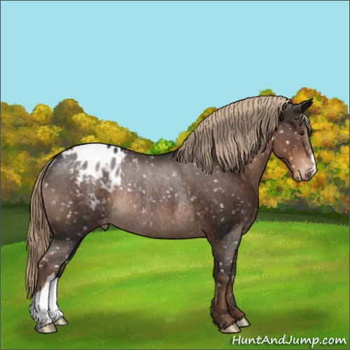 Horse Color:Liver Chestnut Blanket Rabicano