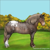 Horse Color:Liver Chestnut Appaloosa Rabicano