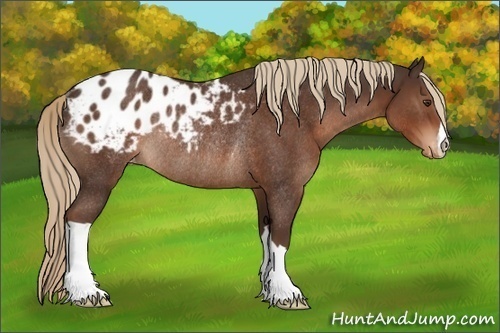 Horse Color:Liver Chestnut Appaloosa Rabicano 