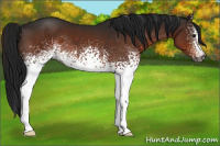 Horse Color:Gray White Spotted Brown 