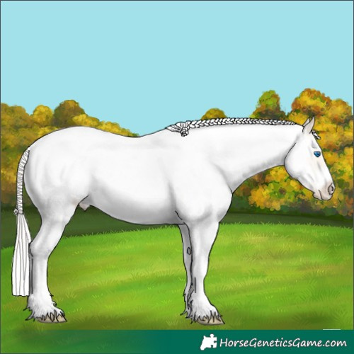 Horse Color:White Spotted Gold Cream Champagne Roan Pearl Dun Splash Frame Rabicano 