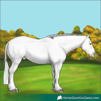 Horse Color:White Spotted Gold Cream Champagne Roan Pearl Dun Splash Frame Rabicano 