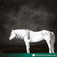 Horse Color:Smoky Black Appaloosa 