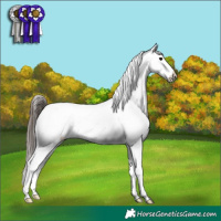 Horse Color:Brown Appaloosa