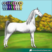 Horse Color:Buckskin Appaloosa 