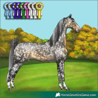 Horse Color:Buckskin Appaloosa 