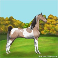 Horse Color:Sable Champagne Tobiano