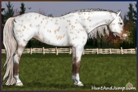 Horse Color:White Spotted Silver Bay Dun Appaloosa 