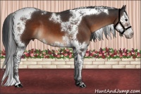 Horse Color:Brown Splash Tobiano 