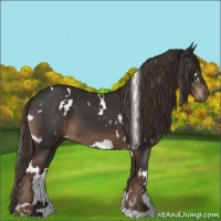Horse Color:White Spotted Liver Chestnut