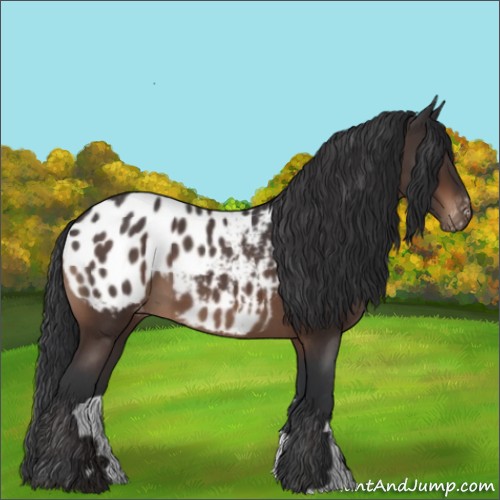 Horse Color:Brown Roan Appaloosa