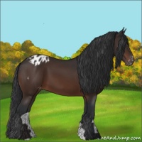 Horse Color:Brown Appaloosa 