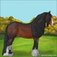 Horse Color:Brown Sabino
