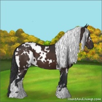 Horse Color:White Spotted Brown 