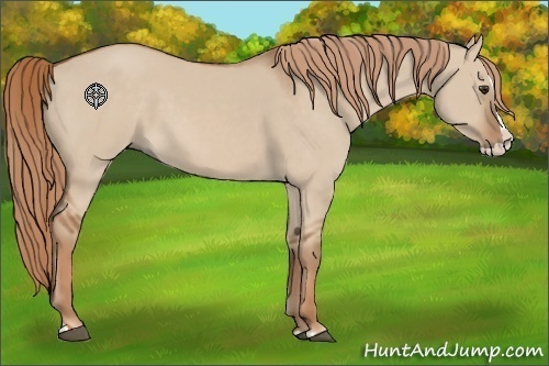 Horse Color:Red Dun Splash 