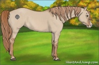 Horse Color:Red Dun Splash