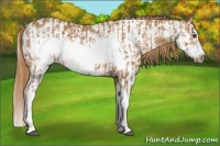 Horse Color:Chestnut Splash Frame  and Chestnut Splash Frame Near Leopard 