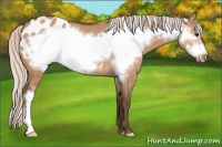 Horse Color:Silver Bay Roan Dun Frame Blanket 