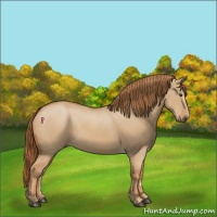 Horse Color:Red Dun