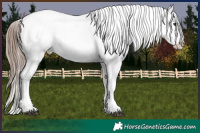 Horse Color:Liver Chestnut Splash Appaloosa 