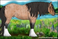 Horse Color:Bay Roan Rabicano