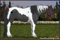 Horse Color:Black Tobiano 