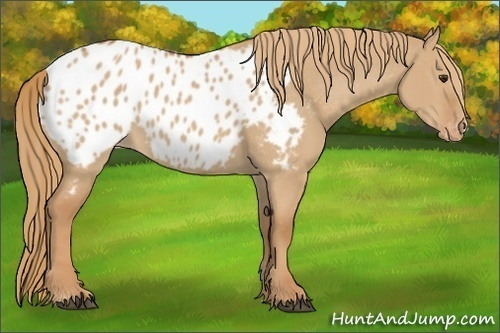 Horse Color:Red Dun Appaloosa 