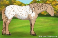 Horse Color:Red Dun Appaloosa 