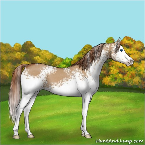 Horse Color:White Spotted Red Dun Splash 