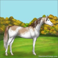 Horse Color:White Spotted Red Dun Splash 