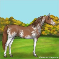 Horse Color:White Spotted Chestnut Rabicano 