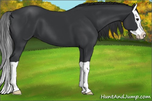 Horse Color:Black Splash 