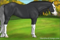 Horse Color:Black Splash 